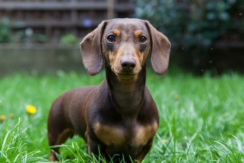 dachshund on grass