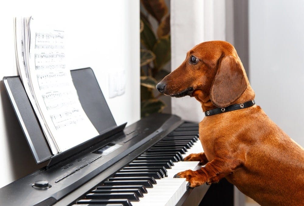 dach playing piano