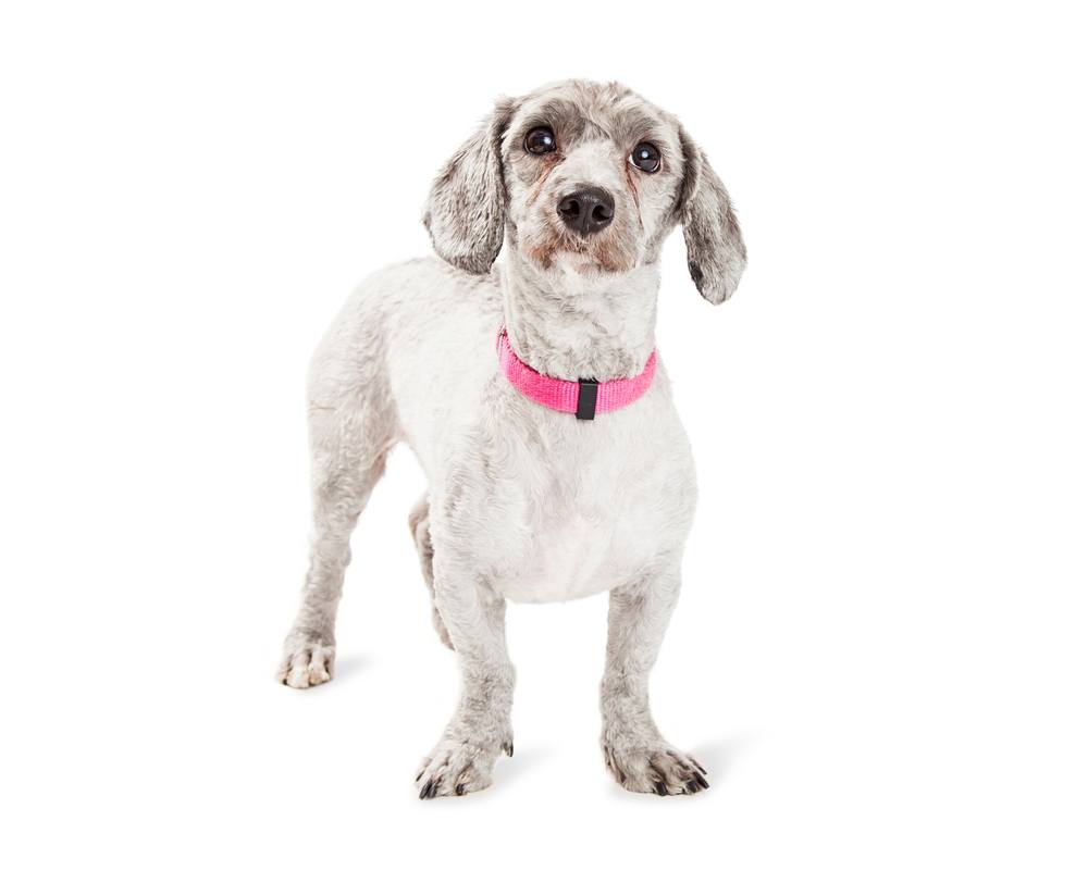 dachshund poodle doxiepoo