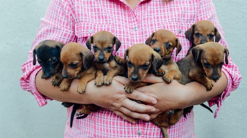 dachshund puppies