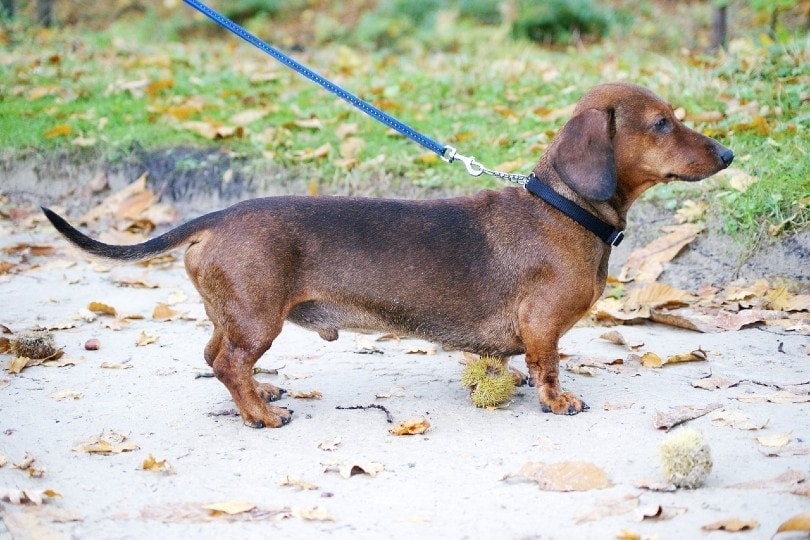 dachshund standing on ground
