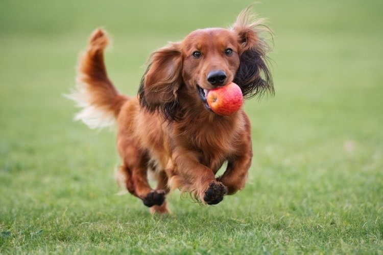 dachshund with apple