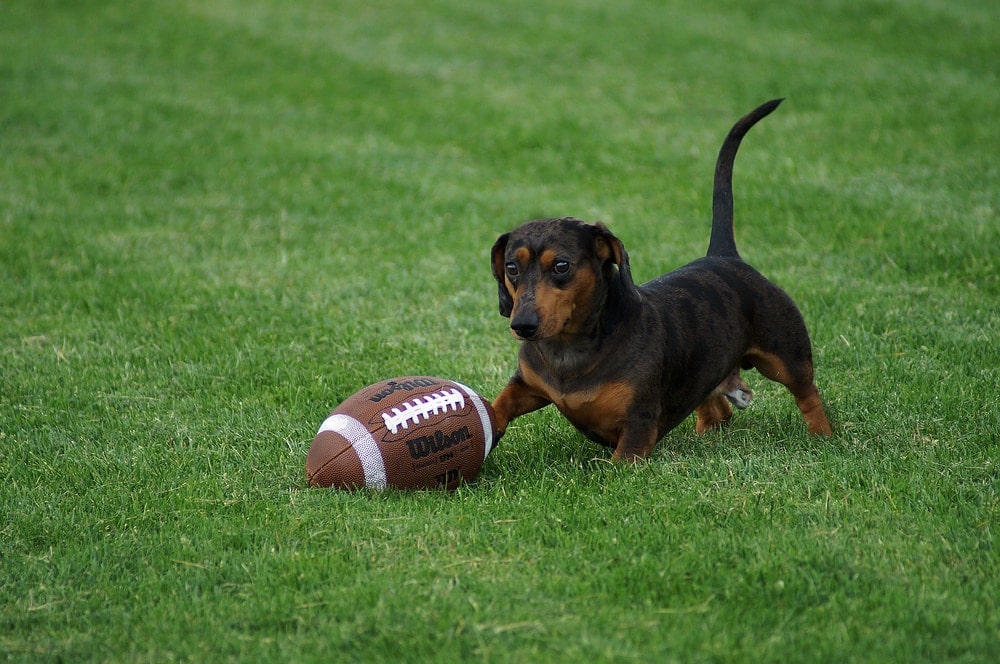 dachshund with football