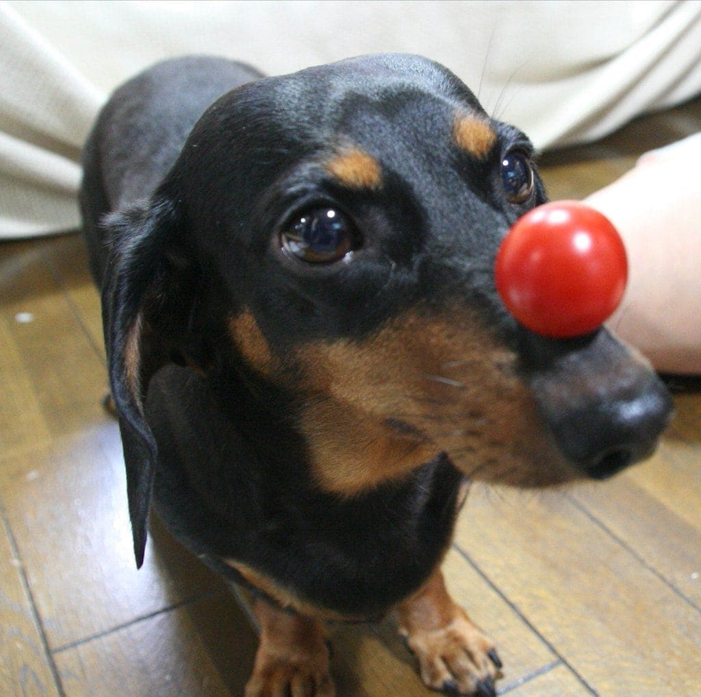 dachshund with tomato