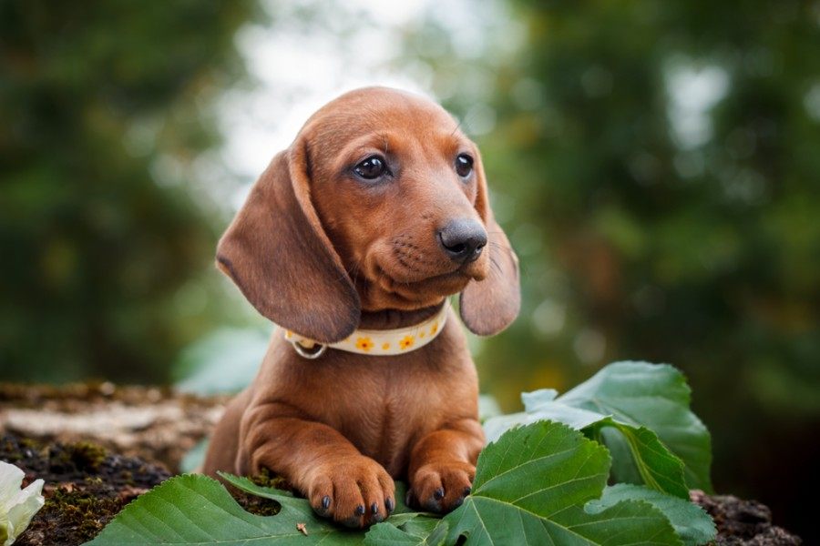 Dachshund | Dog Breed Info: Pictures, Traits & Facts | Hepper