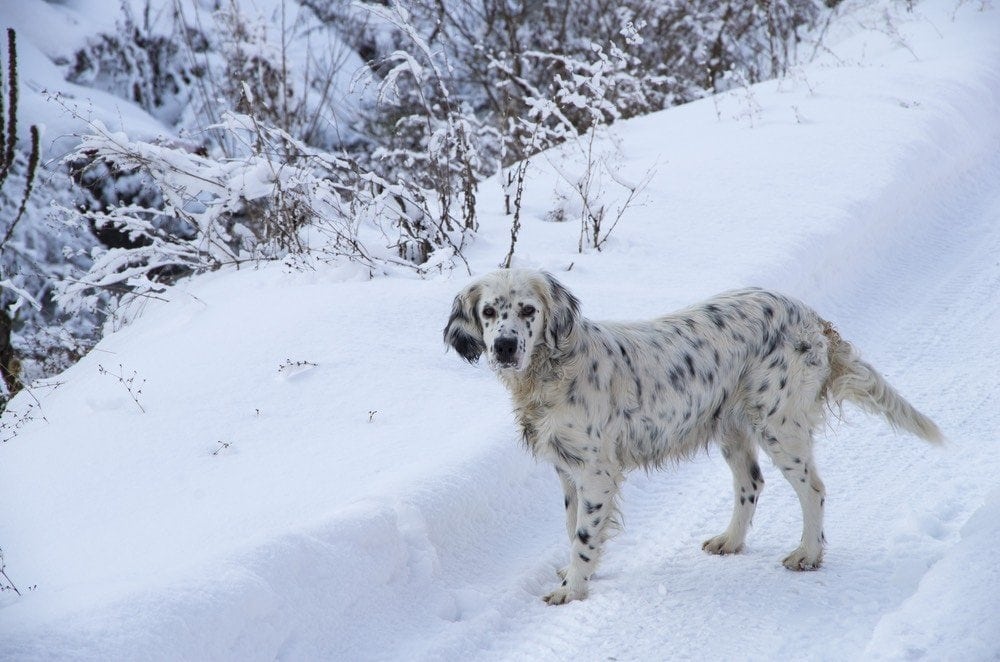 Dalmadoodle Dalmatian Poodle Mix