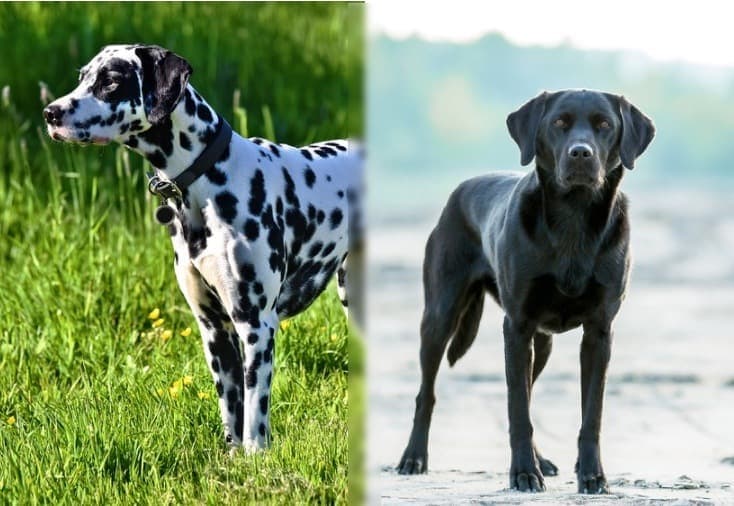 are dalmatians labradors