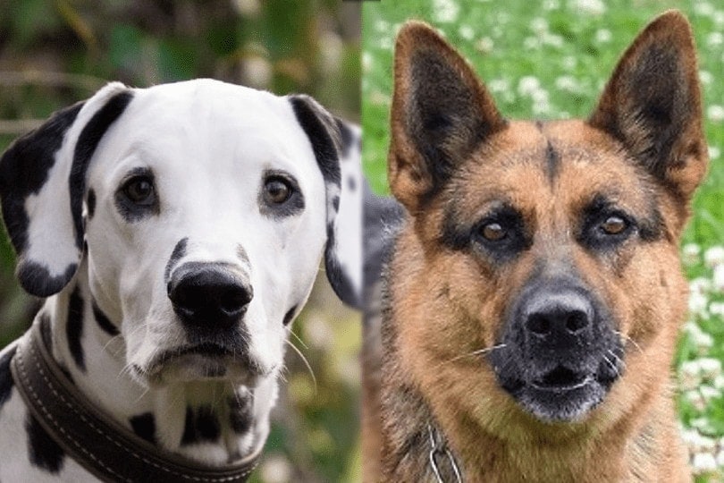 dalmatian and german shepherd face