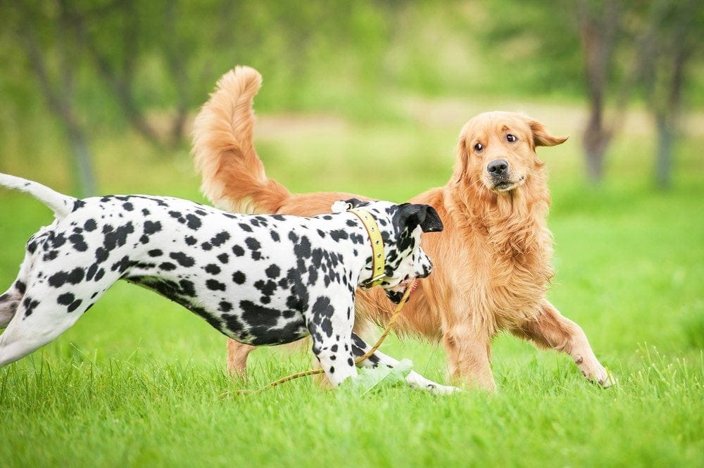 dalmatian and golden retriever playing