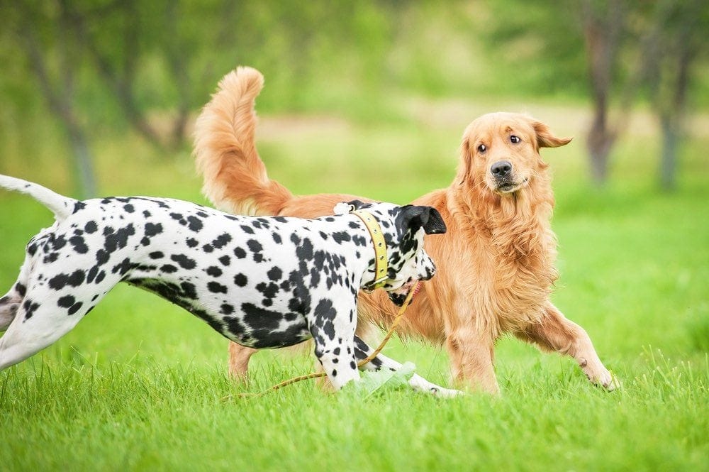 dalmatian and golden retriever playing dewclaw