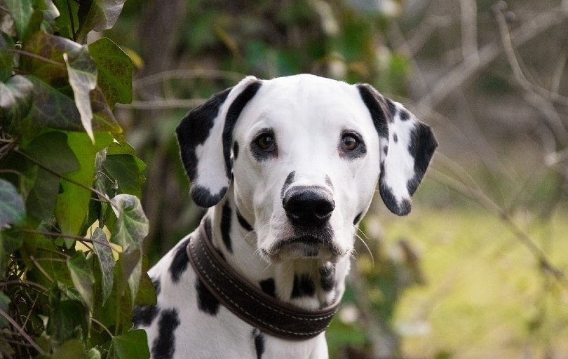 22 Dalmatian Mixed Breeds With