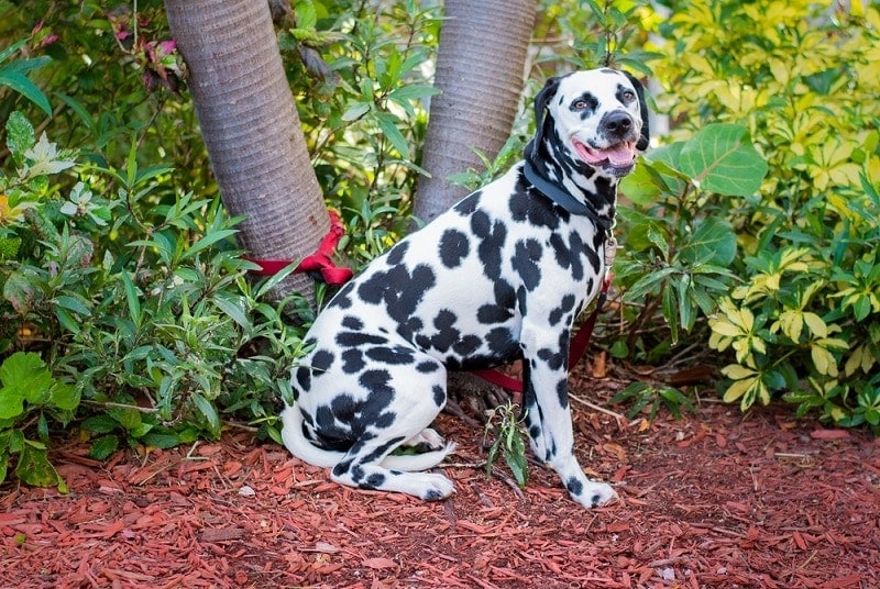 dalmatian on mulch