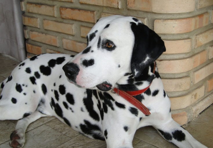 Dalmatian dog with red collar