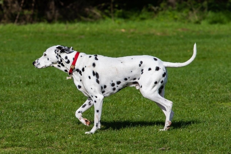 dalmatian walking outdoor