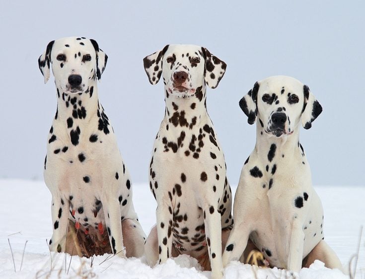 3 dalmatian dogs