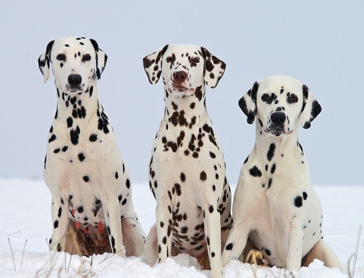 3 dalmatian dogs