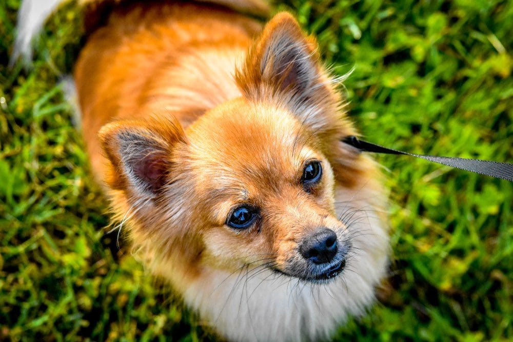 Dachshund and pomeranian mix for sale sale