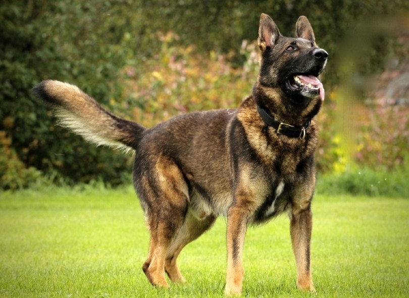 german shepherd dog wags its tail