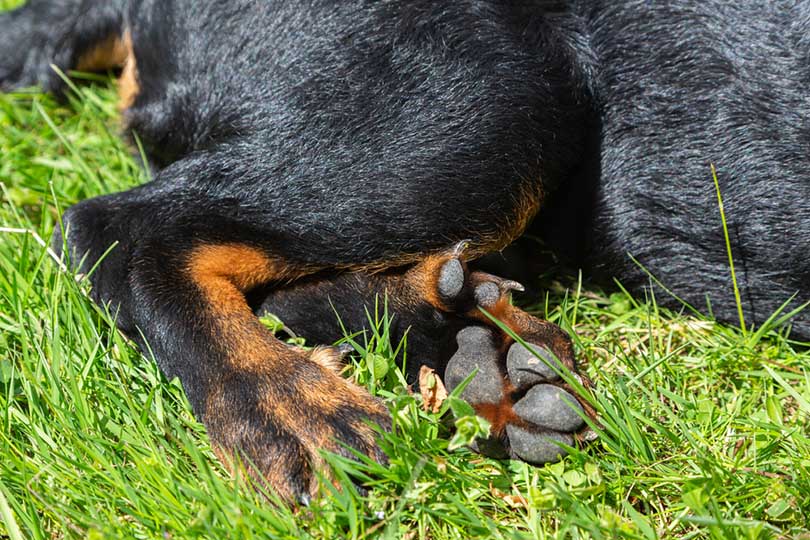how many dogs have dew claws