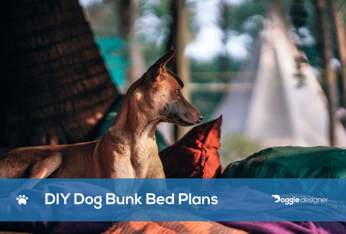 5 Diy Dog Bunk Bed Plans You Can Build, Dog Stairs For Bunk Beds
