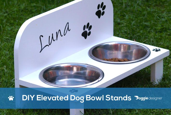standing dog feeder