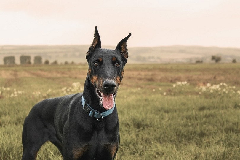 what breeds were usedto make up the doberman