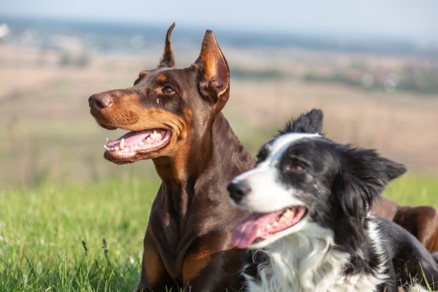 Doberman Collie Doberman Pinscher Border Collie Mix Mixed