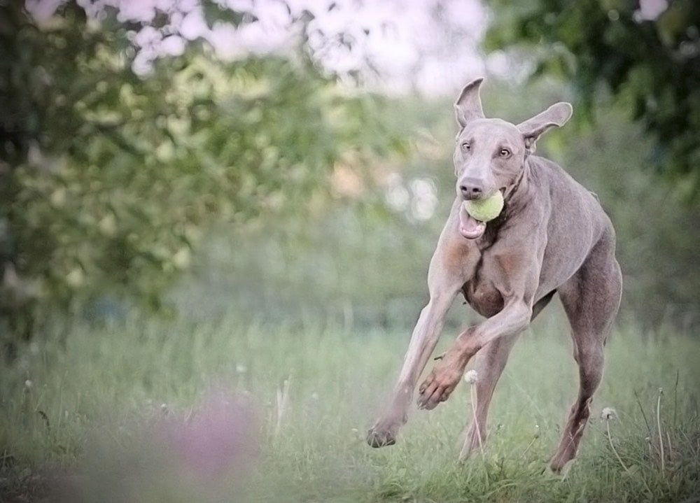 grey doberman