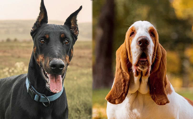 doberman pinscher and basset hound