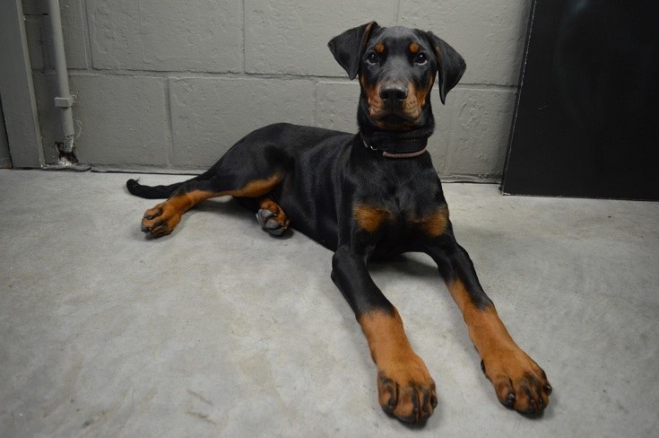 doberman-pinscher-dog