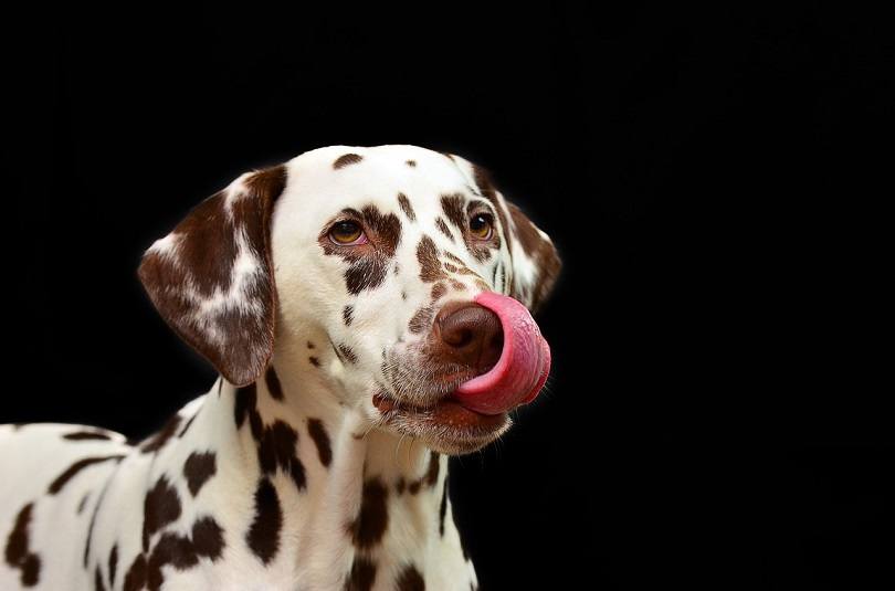 how many puppies can a dalmatian have