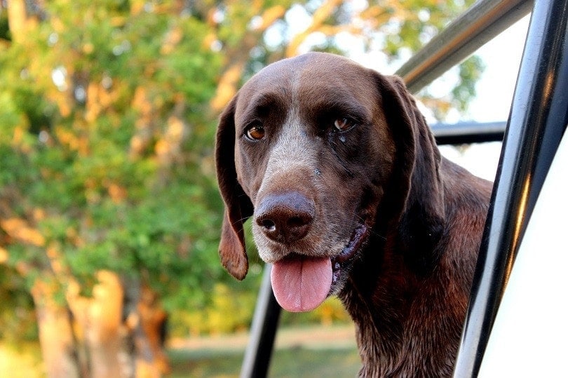 43 Labrador Mixed Breeds (With Pictures) | Hepper 43 Labrador Mixed Breeds (With Pictures) | Hepper