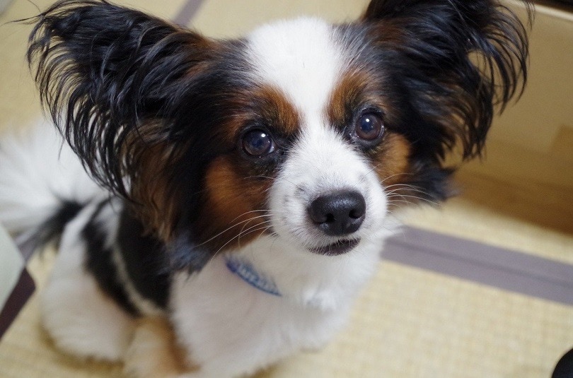 Papillon
