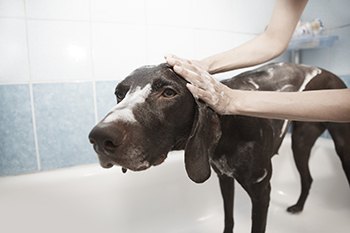 dog shampooing