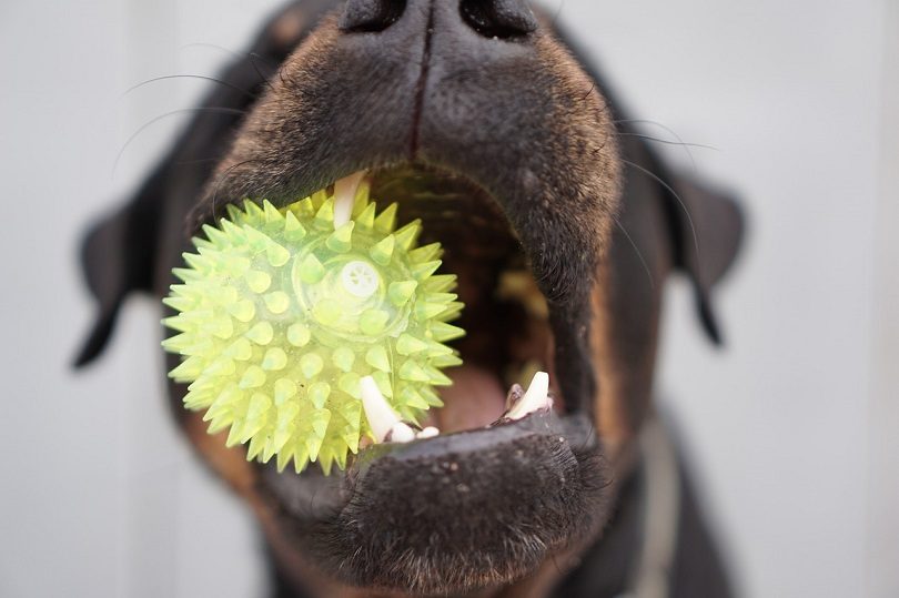 Boxweiler Dog Breed