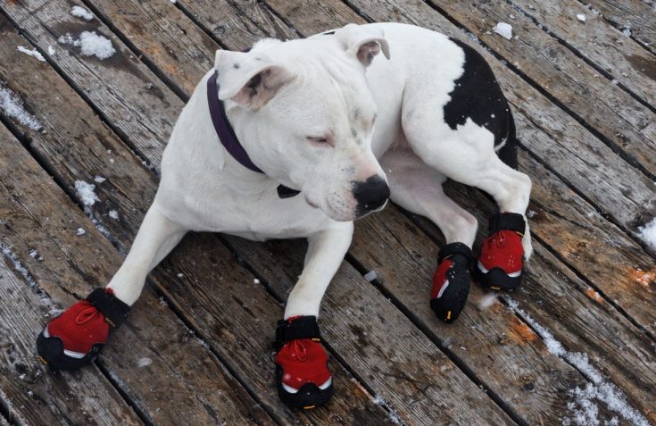 dog wearing boots