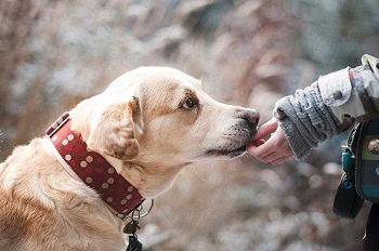 Dog friendship with a human in the nature