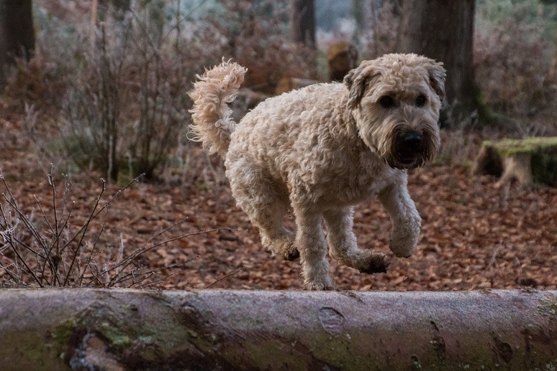 Australian Shepherd & Soft Coated Wheaten Terrier Mix