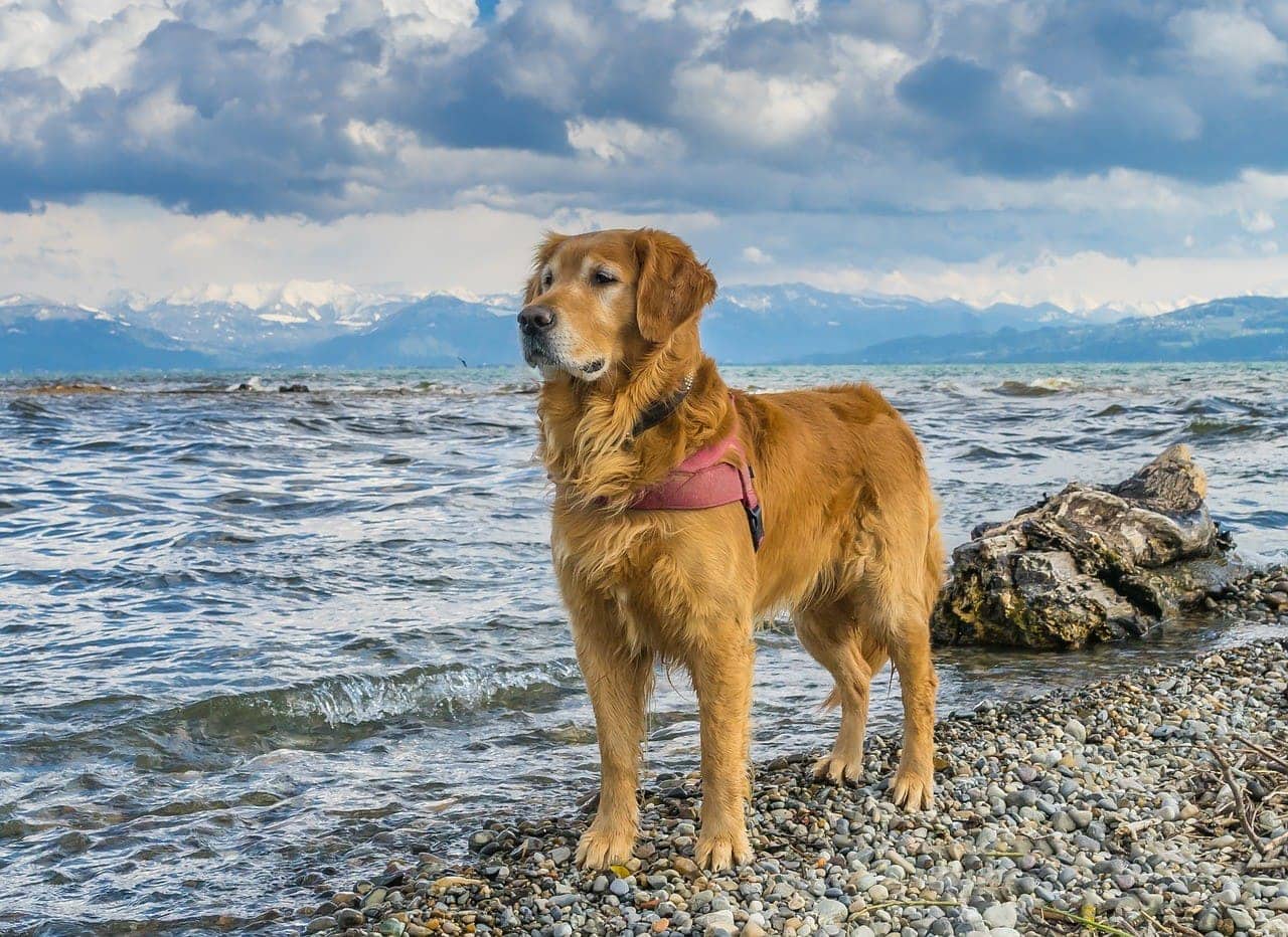 A Golden Retriever wearing a dog harness