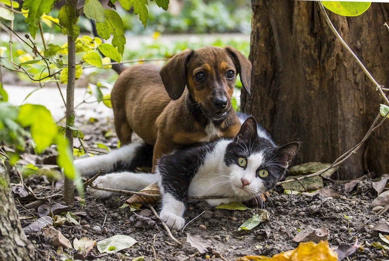 brindle dachshund and a cat