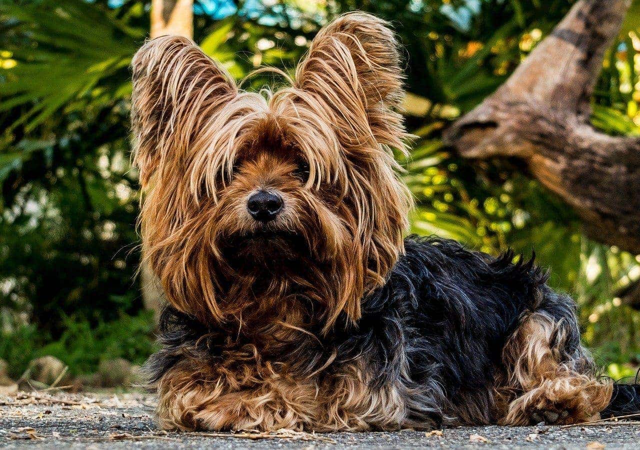 Top 15 Long-Haired Dog Breeds (With Pictures) | Hepper