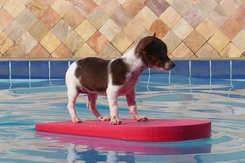 Dog Breeds That Can’t Swim