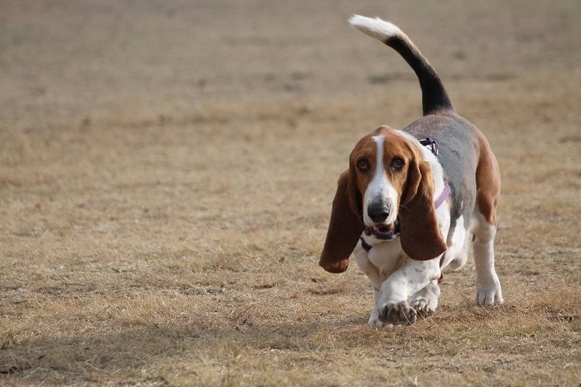 Basset Hound Dog Breed Info