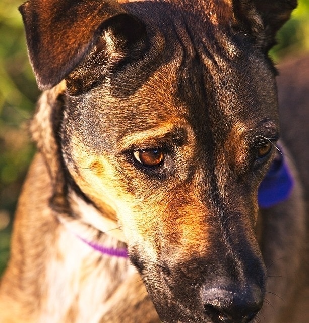 anatolian shepherd