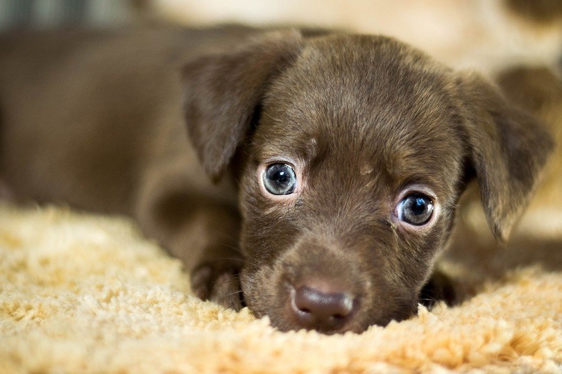 11 Dog Breeds That Can Be Left Alone For Longer Periods Of Time