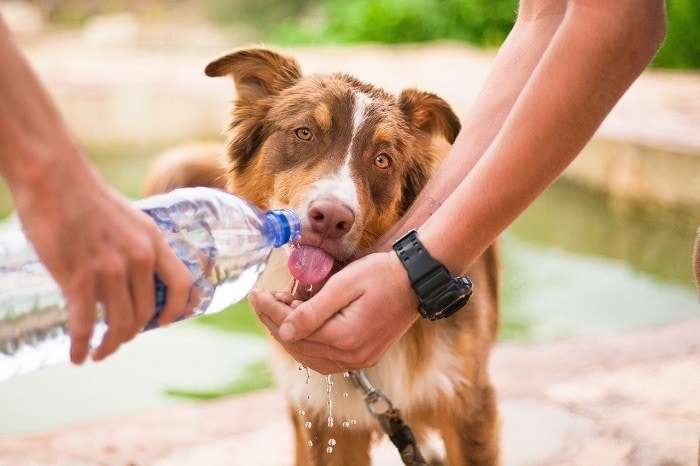 how much water should a puppy drink in a day