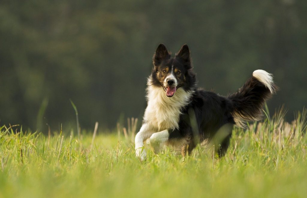 How fast is a border collie 2025