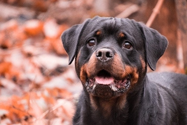 are rottweilers good house pets