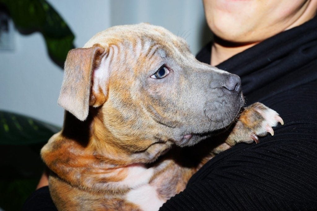 american bulldog brindle