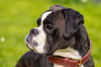 a boxer dog